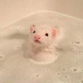 Аватара пользователя