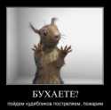 белка