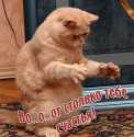 котэ