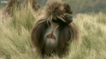 1449079295-20cb50077bc0ce0b21254e18ec96b1b5.gif