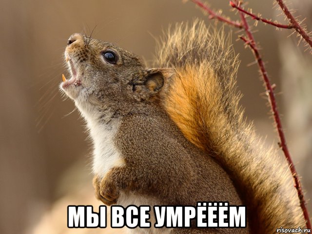 risovach.ru.jpg