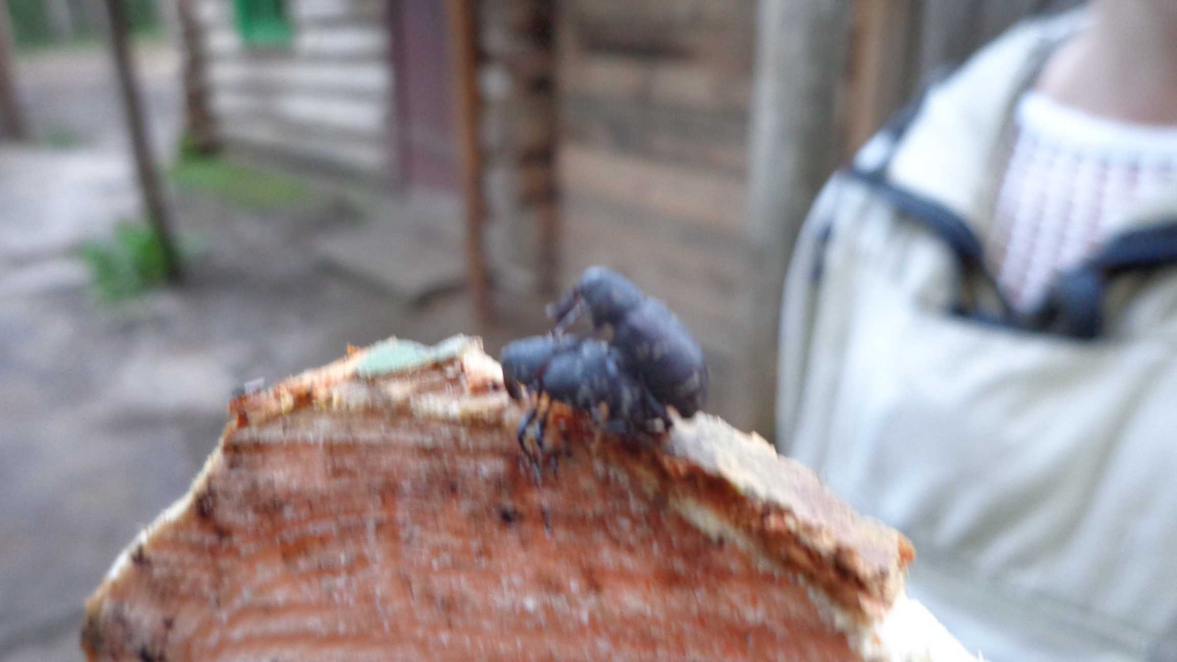 DSC01315.JPG