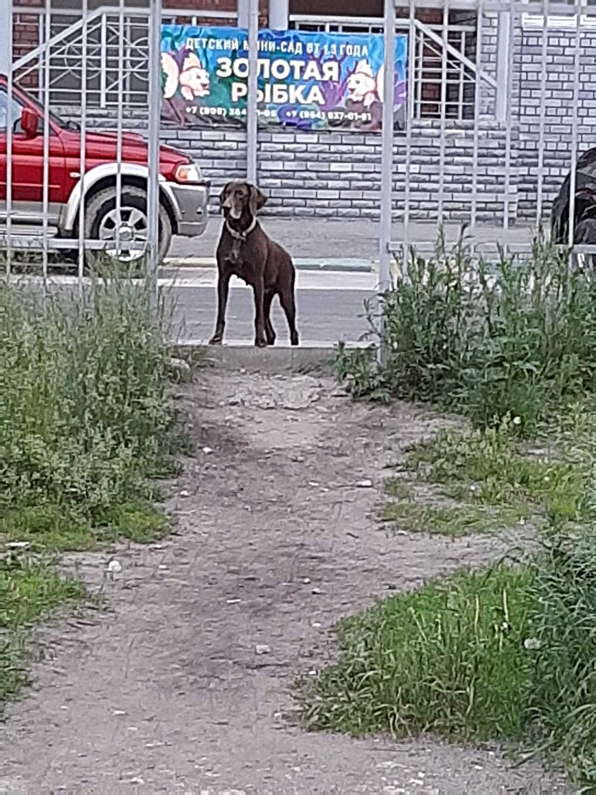 собака.jpg