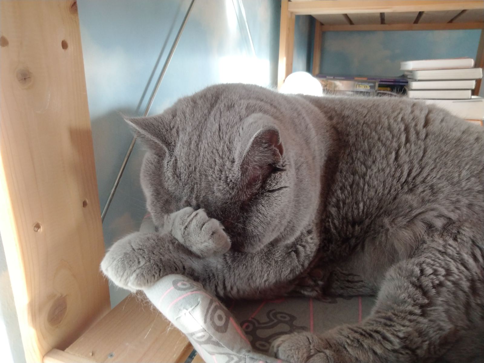 Котик.jpg