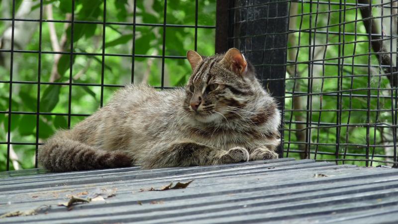 Камышевая кошка