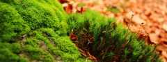 amazing-green-moss-hd-nature-wallpaper-3200x1200